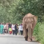 लातेहार में जंगल से भटकर गांव में पहुंचा जंगली हाथी, ग्रामीणों में दहशत का माहौल