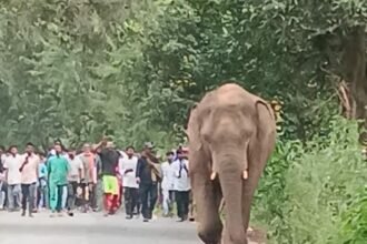 लातेहार में जंगल से भटकर गांव में पहुंचा जंगली हाथी, ग्रामीणों में दहशत का माहौल