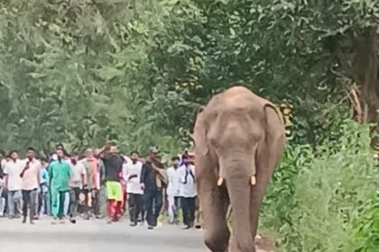 लातेहार में जंगल से भटकर गांव में पहुंचा जंगली हाथी, ग्रामीणों में दहशत का माहौल