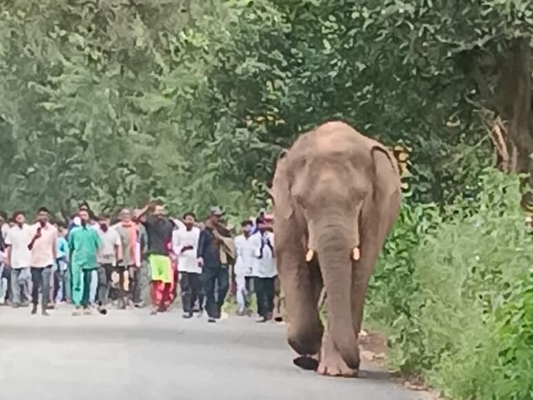 लातेहार में जंगल से भटकर गांव में पहुंचा जंगली हाथी, ग्रामीणों में दहशत का माहौल