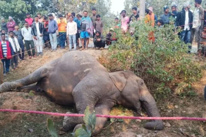 Elephant death
