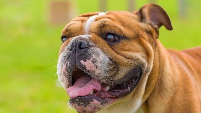 बुलडॉग ने 4 साल की बच्ची को दी दर्दनाक मौत, बाल और सिर की चमड़ी को नोंचा