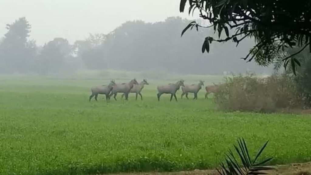 15 नीलगाय को बिहार में मारी गई गोली, किसानों की फसल बचाने की कवायद