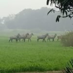 15 नीलगाय को बिहार में मारी गई गोली, किसानों की फसल बचाने की कवायद