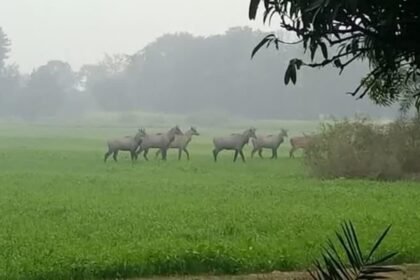 15 नीलगाय को बिहार में मारी गई गोली, किसानों की फसल बचाने की कवायद