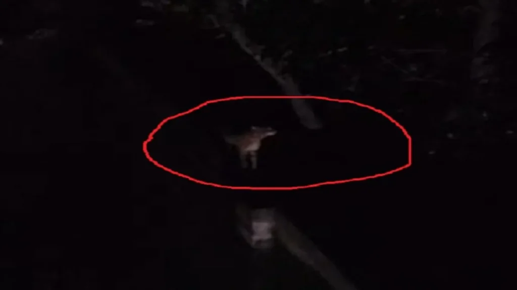 Four tigers have reportedly been spotted in Giridih, Jharkhand, causing panic among villagers