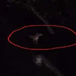 Four tigers have reportedly been spotted in Giridih, Jharkhand, causing panic among villagers