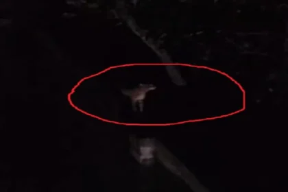 Four tigers have reportedly been spotted in Giridih, Jharkhand, causing panic among villagers