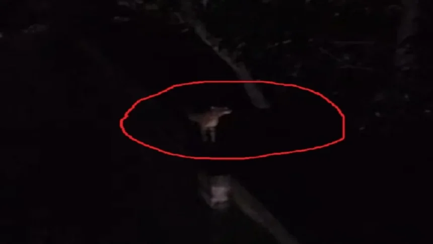 Four tigers have reportedly been spotted in Giridih, Jharkhand, causing panic among villagers