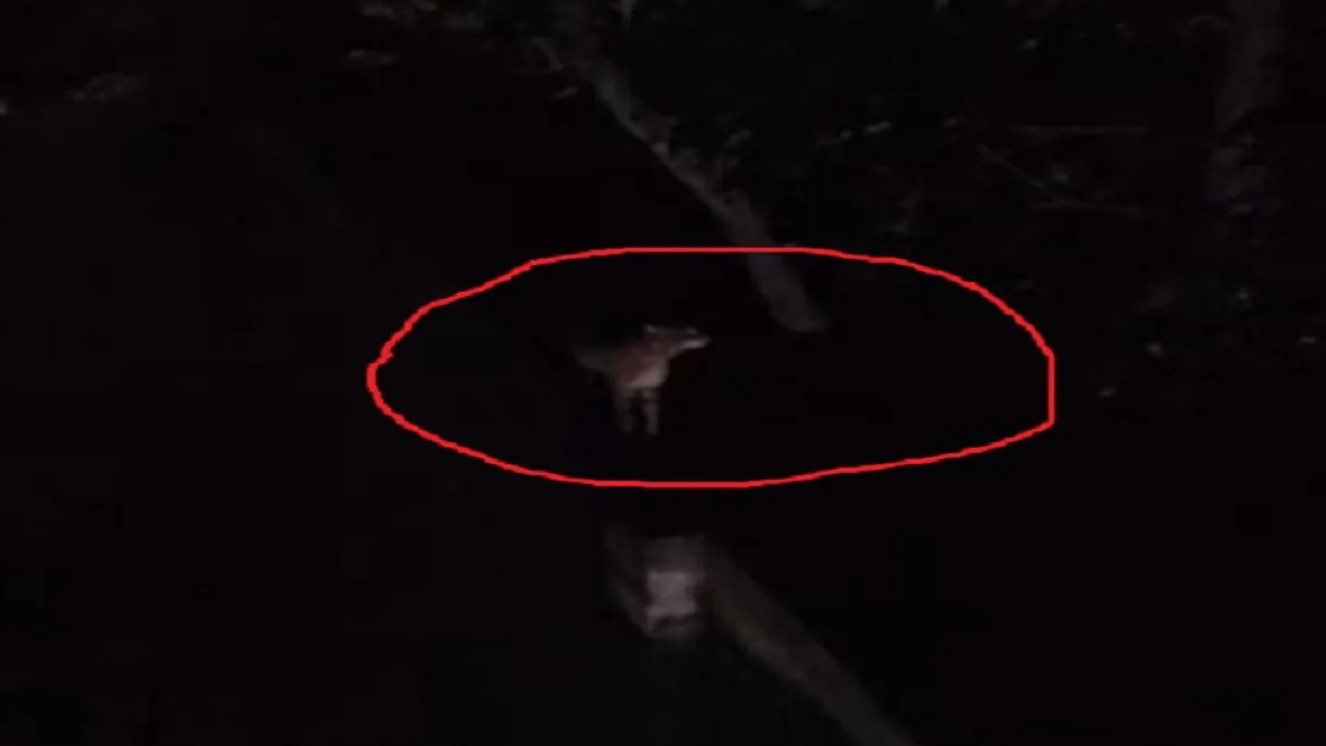 Four tigers have reportedly been spotted in Giridih, Jharkhand, causing panic among villagers