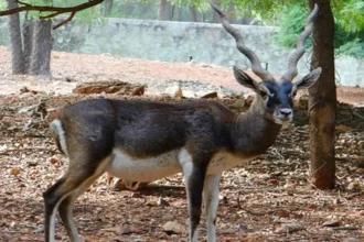 टाटा जू में संक्रमण से 10 कृष्ण मृग की मौत, ओरमांझी में अलर्ट