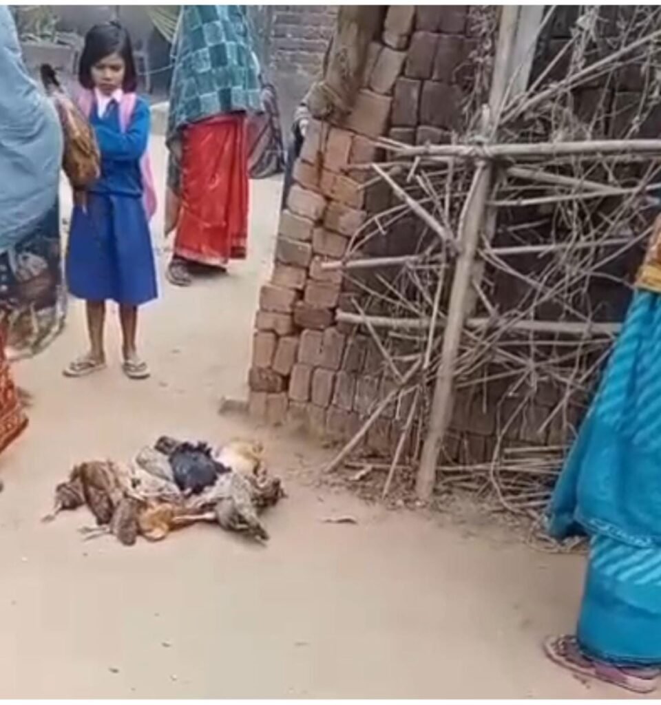 hen-died-in-plamu