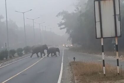 रामगढ़ में रांची-पटना NH पर हाथियों के झुंड आने से दहशत, वन विभाग के पसीनें छूटे, अब तक ले चुकी है 6 लोगों की जान