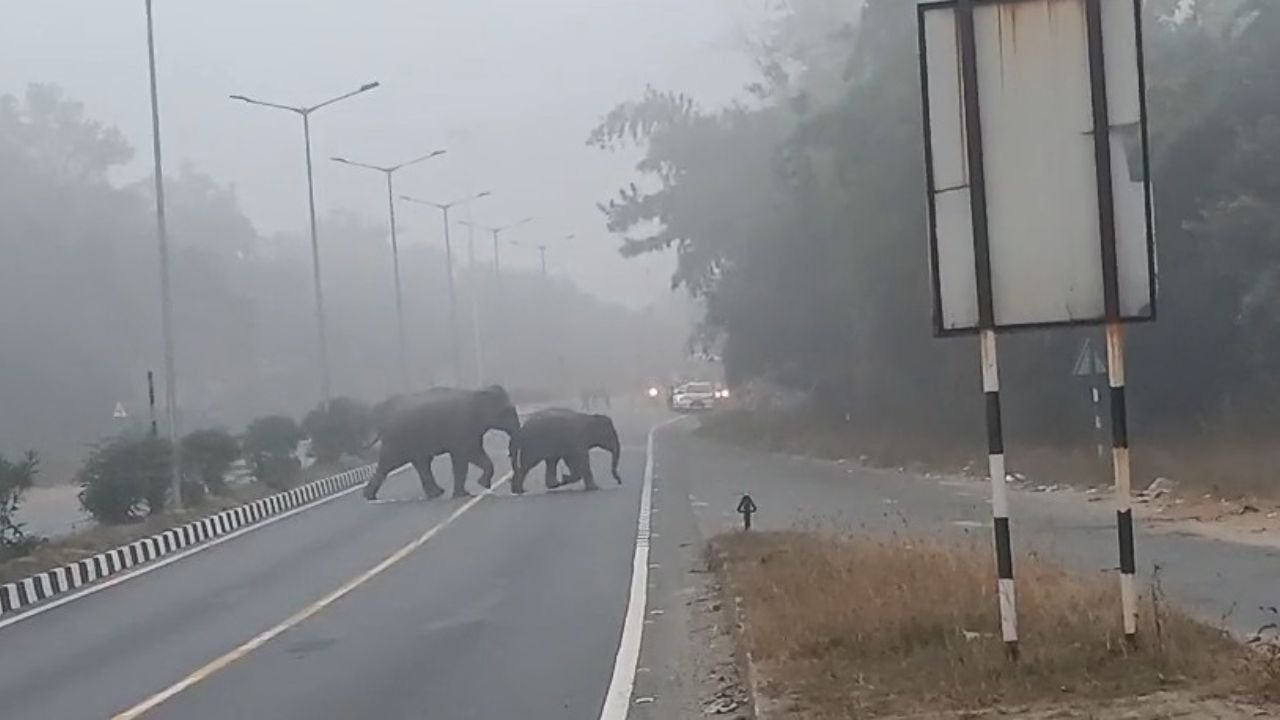 रामगढ़ में रांची-पटना NH पर हाथियों के झुंड आने से दहशत, वन विभाग के पसीनें छूटे, अब तक ले चुकी है 6 लोगों की जान