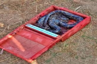 खजाना सोचकर खोला बक्सा, निकला अजगर, बिहार-झारखंड बॉडर पर आया चौकाने वाला मामला