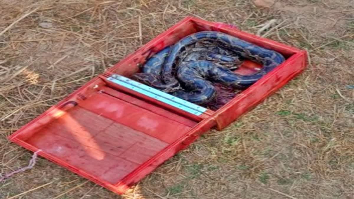 खजाना सोचकर खोला बक्सा, निकला अजगर, बिहार-झारखंड बॉडर पर आया चौकाने वाला मामला