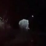 20 लोगों को मौत के घात उतारने वाला दंतैल हाथी पश्चिमी सिंहभूम के मझगांव में दिखा, ग्रामीणों में दहशत