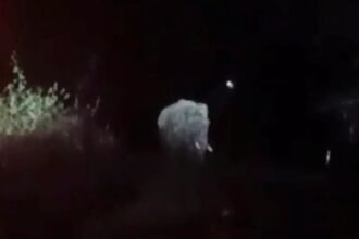 20 लोगों को मौत के घात उतारने वाला दंतैल हाथी पश्चिमी सिंहभूम के मझगांव में दिखा, ग्रामीणों में दहशत