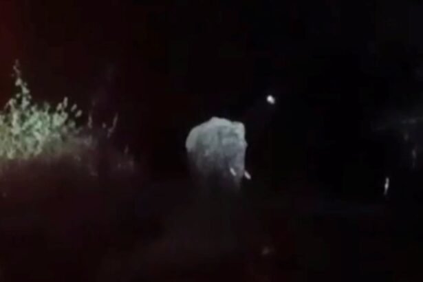 20 लोगों को मौत के घात उतारने वाला दंतैल हाथी पश्चिमी सिंहभूम के मझगांव में दिखा, ग्रामीणों में दहशत