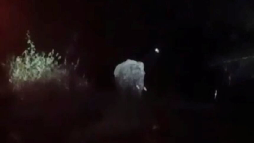 20 लोगों को मौत के घात उतारने वाला दंतैल हाथी पश्चिमी सिंहभूम के मझगांव में दिखा, ग्रामीणों में दहशत