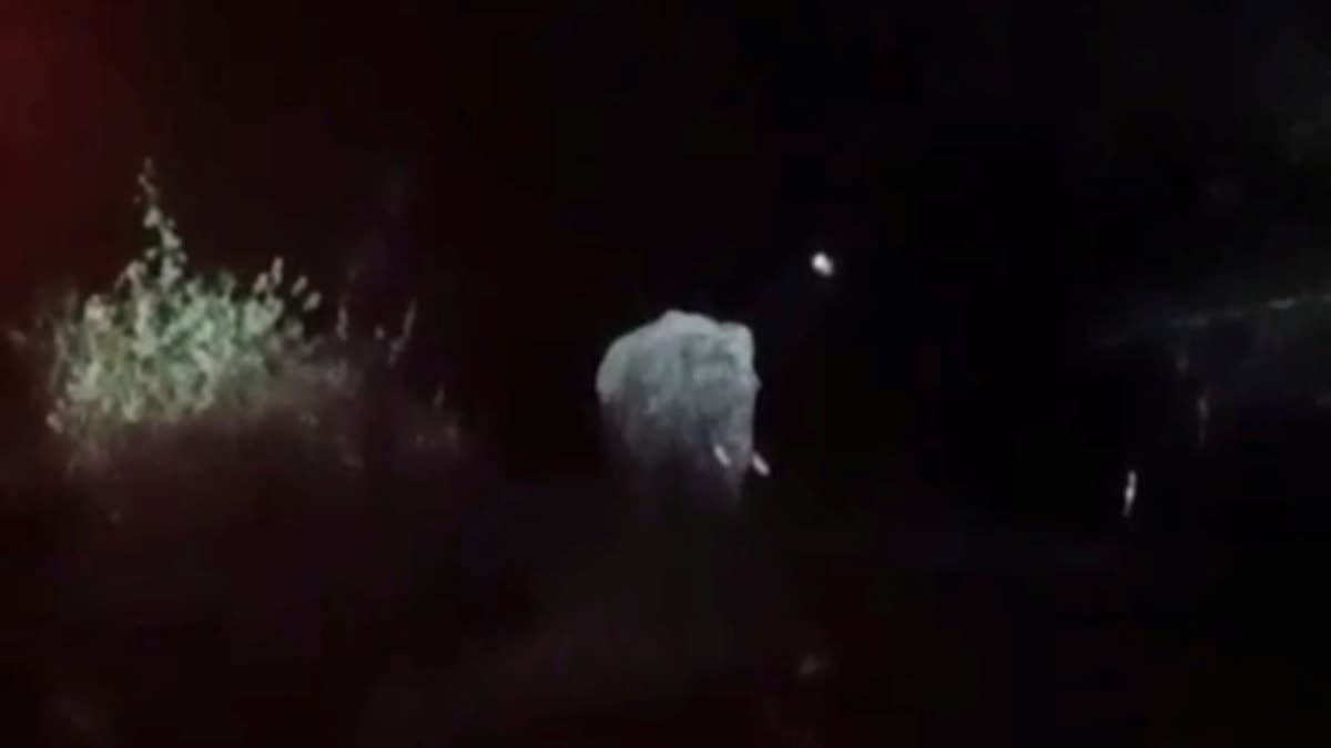 20 लोगों को मौत के घात उतारने वाला दंतैल हाथी पश्चिमी सिंहभूम के मझगांव में दिखा, ग्रामीणों में दहशत