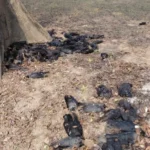 भागलपुर में 150 कौओं की मौत से हड़कंप, वन विभाग ने शुरू की जांच