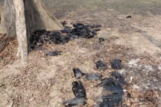 भागलपुर में 150 कौओं की मौत से हड़कंप, वन विभाग ने शुरू की जांच