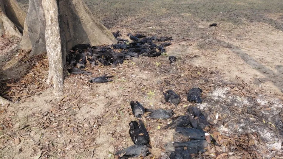 भागलपुर में 150 कौओं की मौत से हड़कंप, वन विभाग ने शुरू की जांच