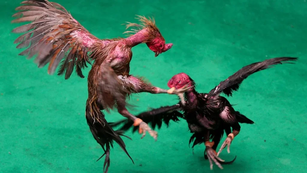 Hen-photo