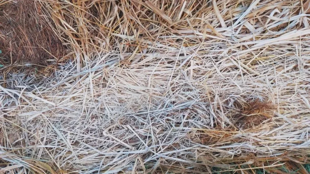 रांची में शिमला से भी अधिक ठंडा, खेतों पर बिछी बर्फ की चादर, तीन दिन बाद और गिरेगा पारा