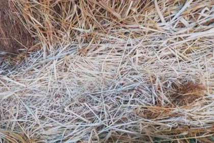 रांची में शिमला से भी अधिक ठंडा, खेतों पर बिछी बर्फ की चादर, तीन दिन बाद और गिरेगा पारा