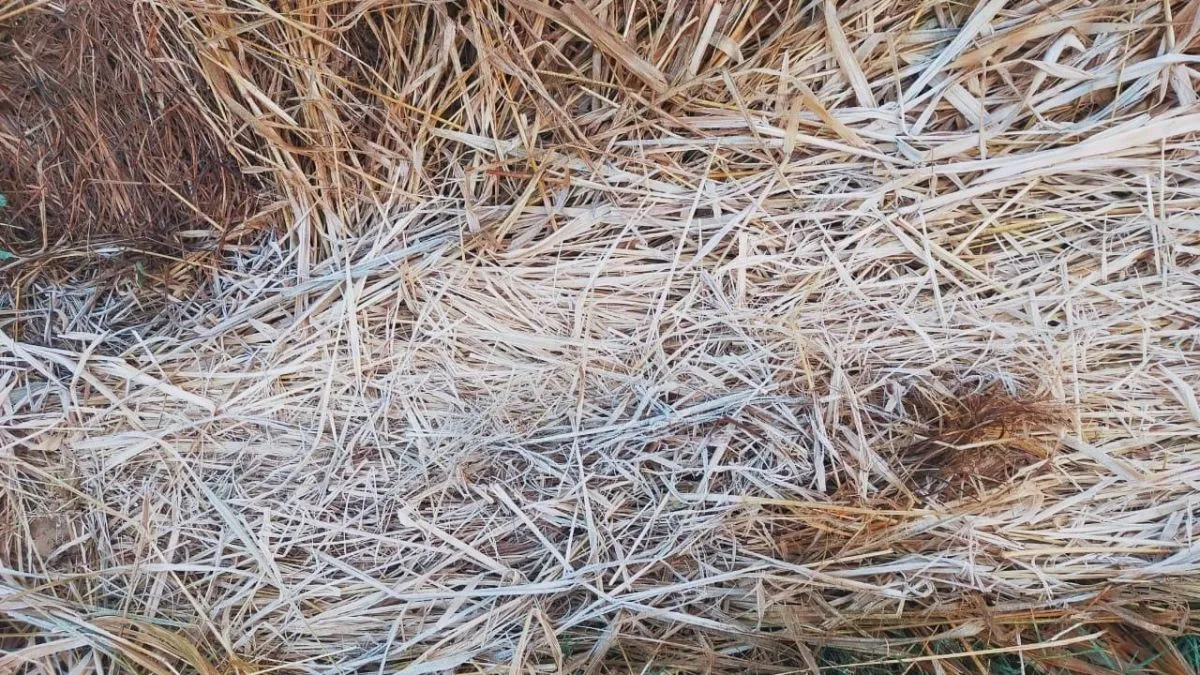 रांची में शिमला से भी अधिक ठंडा, खेतों पर बिछी बर्फ की चादर, तीन दिन बाद और गिरेगा पारा