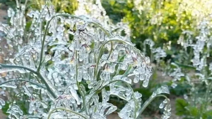 झारखंड के 9 जिलों में कड़ाके की ठंड का येलो अलर्ट, मैक्लुस्कीगंज में पारा 1.5 डिग्री सेल्सियस पहुंचा