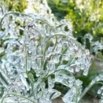 झारखंड में कड़ाके की ठंड, मैक्लुस्कीगंज में माइनस 1 डिग्री सेल्सियस तापमान, रांची, गुमला, खूंटी में येलो अलर्ट