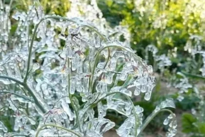 झारखंड में कड़ाके की ठंड, मैक्लुस्कीगंज में माइनस 1 डिग्री सेल्सियस तापमान, रांची, गुमला, खूंटी में येलो अलर्ट