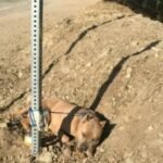 रांची में कुत्ते को पीट पीट कर मार डाला, थाने में शिकायत, दो गिरफ्तार