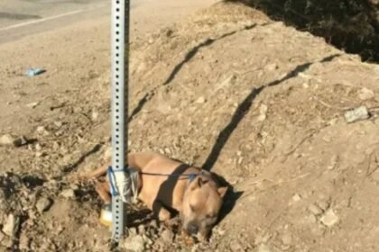 रांची में कुत्ते को पीट पीट कर मार डाला, थाने में शिकायत, दो गिरफ्तार