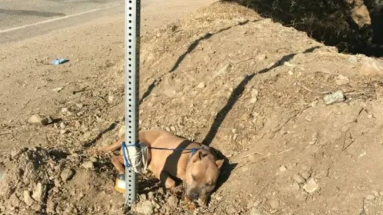 रांची में कुत्ते को पीट पीट कर मार डाला, थाने में शिकायत, दो गिरफ्तार