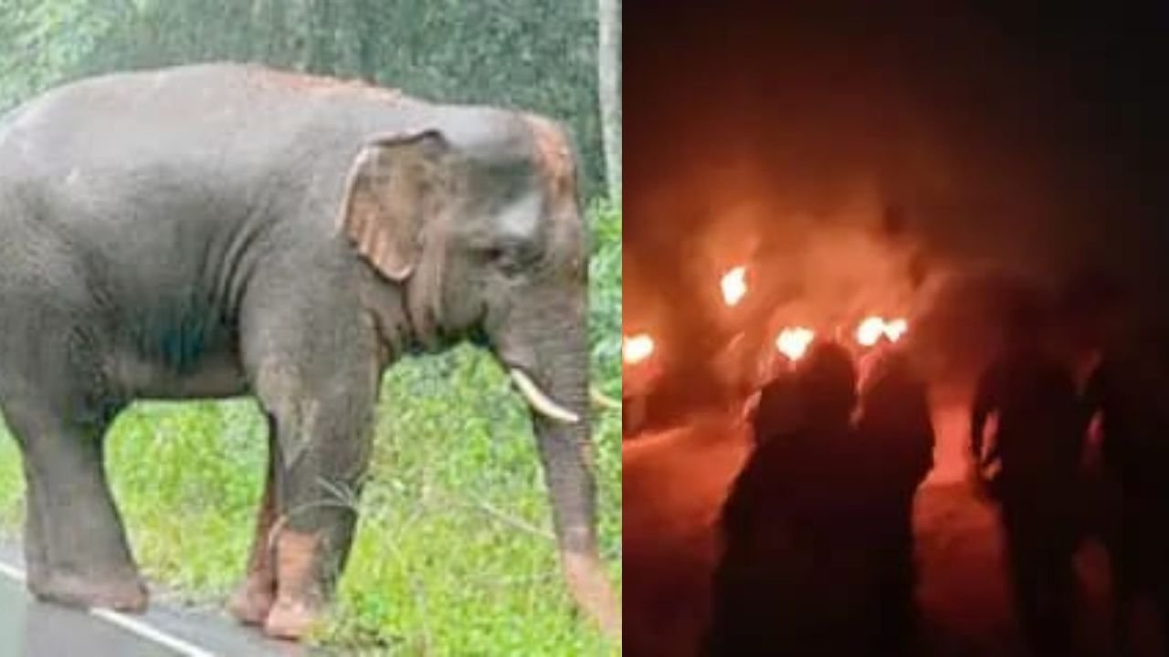 झारखंड में जंगली हाथी का कहर जारी, एक रात में 7 लोगों को मार डाला, अब तक 17 लोगें की गई जान