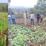 गुमला में अफीम की अवैध खेती के खिलाफ अभियान, घाघरा वन क्षेत्र में 65 डिसमिल में लगी फसल नष्ट