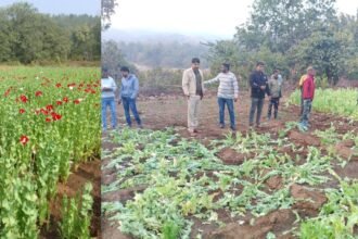 गुमला में अफीम की अवैध खेती के खिलाफ अभियान, घाघरा वन क्षेत्र में 65 डिसमिल में लगी फसल नष्ट