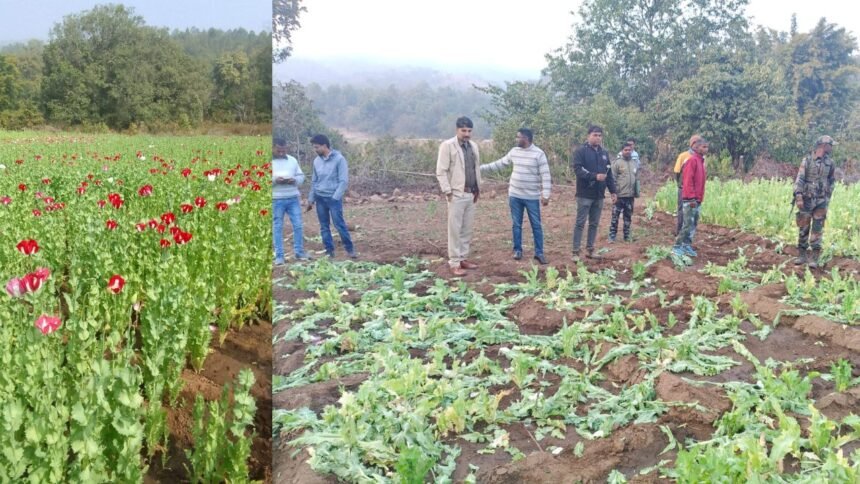 गुमला में अफीम की अवैध खेती के खिलाफ अभियान, घाघरा वन क्षेत्र में 65 डिसमिल में लगी फसल नष्ट