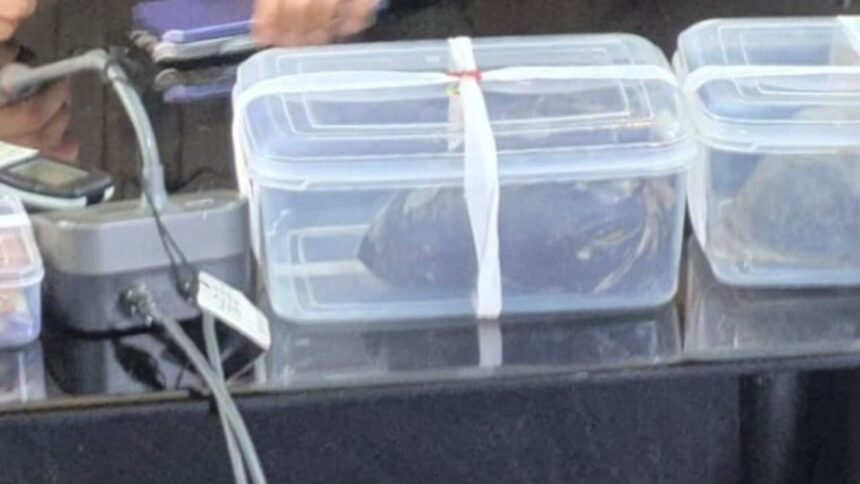 रांची पुलिस ने अफीम तस्कर गिरोह का किया भंडाफोड़, 3.7 किलो अफीम के साथ एक गिरफ्तार