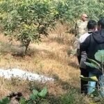ससुराल के बगान में पेड़ से लटका मिला एक व्यक्ति का शव, इलाके में फैली सनसनी