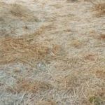 मैक्लुस्कीगंज का पारा -1 डिग्री, रांची समेत 13 जिलों में शीतलहर का येलो अलर्ट