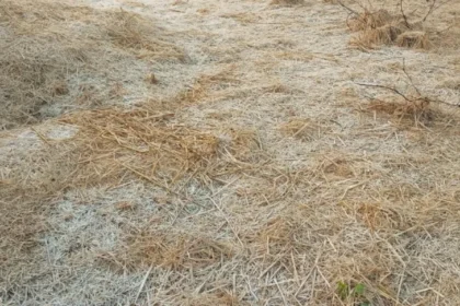 मैक्लुस्कीगंज का पारा -1 डिग्री, रांची समेत 13 जिलों में शीतलहर का येलो अलर्ट