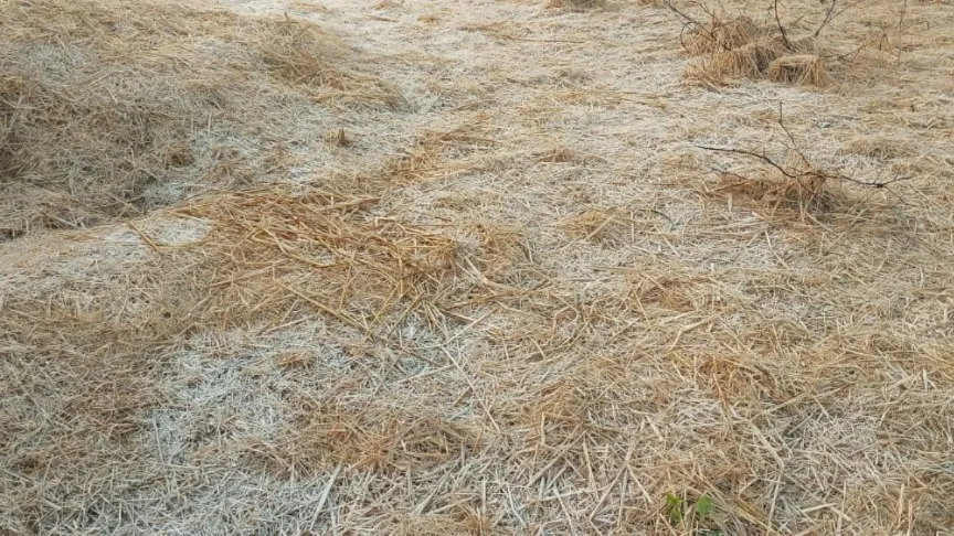 मैक्लुस्कीगंज का पारा -1 डिग्री, रांची समेत 13 जिलों में शीतलहर का येलो अलर्ट