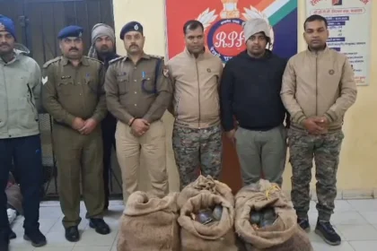 kif2lvp8 turtles 625x300 19 January 26