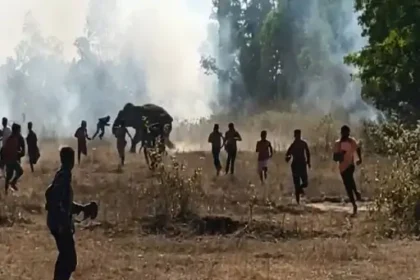 चाईबासा में 20 लोगों की जान लेनेवाला दंतेल हाथी फिर हुआ गायब, 30 गांवों में हाई अलर्ट