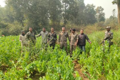 रांची में 2 एकड़ में लगी पोस्ता की फसल को किया नष्‍ट,पिठोरिया इलाके में पुलिस ने की कार्रवाई